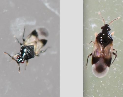 Orius sp.